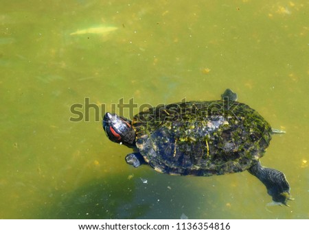 Turtles on the lake