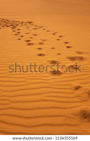 Camel footsteps. Dubai desert during a safari in June 2018. Picture taken at sunset. 