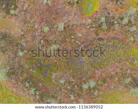  Bog ,top view from drone,abstract closeup on colorful backdrop. Beautiful festive wallpaper. Natural background