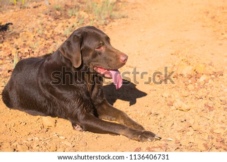 Chocolate Labrador Retriever Portrait