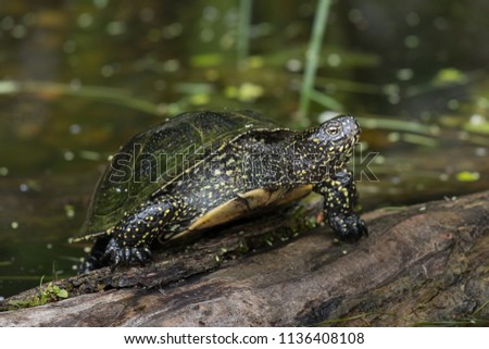 Closeup of a european pond turtle sunbathing on a piece of wood in a pond Royalty-Free Stock Photo #1136408108