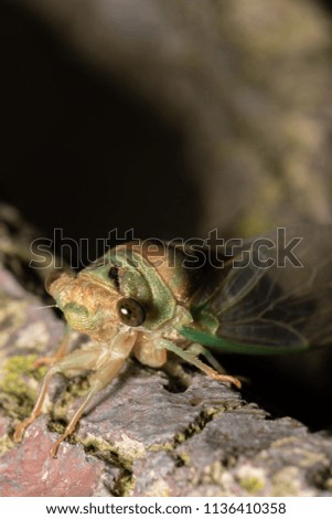 Closeup of cicada insect