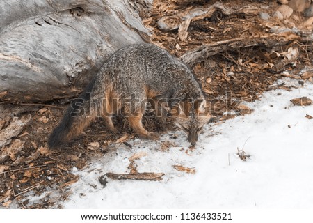 Grey Fox (Urocyon cinereoargenteus) Turns - captive animal