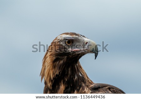Head of a wedge-tailed eagle in a wildlife park on the Gold Coast, Queensland, Australia.