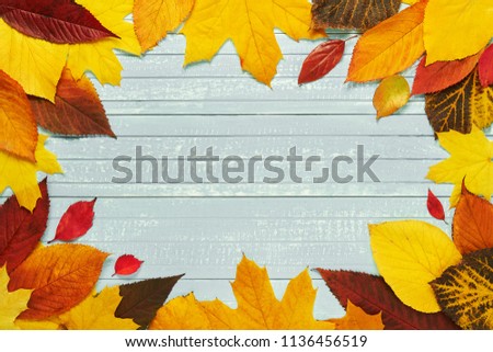 Autumnal frame for your idea and text. In autumn, fallen dry leaves of yellow, red, orange, aligned along the perimeter of the frame on an old wooden board of soft blue. Model of autumn