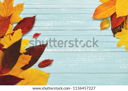 Autumnal frame for your idea and text. In autumn, fallen dry leaves of yellow, red, orange, aligned along the perimeter of the frame on an old wooden board of soft blue. Model of autumn