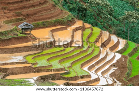 Rice fields on terraced. Fields are prepared for planting rice. Lim Mong. Huyen Mu Chang Chai. Mam Xoi Viewpoint, Northen Vietnam