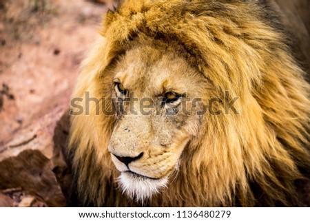 A lions face closeup, his eyes focussing on something outside the picture