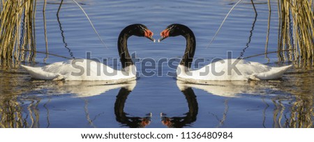 Cisne Cuello Negro