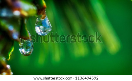 Drops of dew on the beautiful green grass, background close up