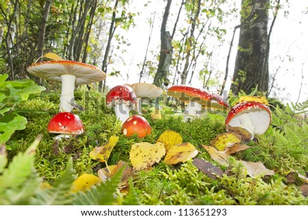 fly agaric toadstools in a forest - autumn