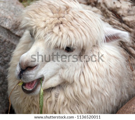 Alpaca is a domesticated species of South American camelid. It resembles a small llama in appearance.Alpacas are kept in herds that graze on the level heights of the Andes of southern Peru
