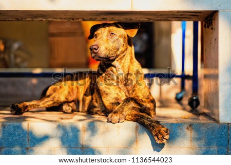 Abstract vintage style photography of Thai tiger stripes pattern dog in sunset time, selected focus.