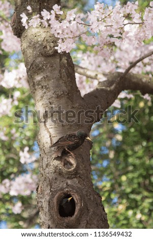 European Starlings in Cherry Blossom Tree