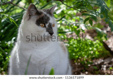 A white cat with black markings sits in the shade out of the summer sun
