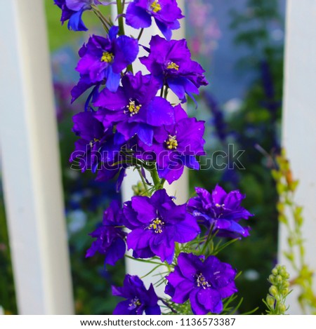 Pretty upright blooms of larkspur (Delphinium consolida)  in the  buttercup family - Ranunculaceae add cottage garden charm to the spring garden landscape  in delicate  hues of royal purple.