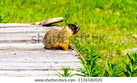 Yellow Bellied Marmot hiding in an old wooden platform in the high Alpine of Tod Mountain in the Shuswap Highlands of British Columbia, Canada