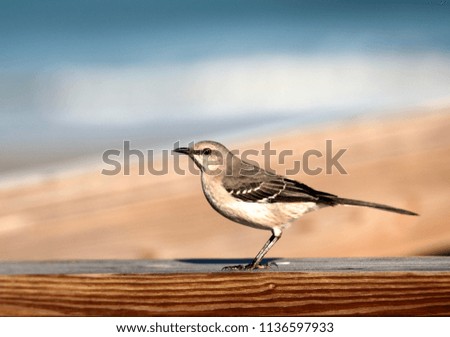 A closeup of a mockingbird sitting on a handrail at the beach.