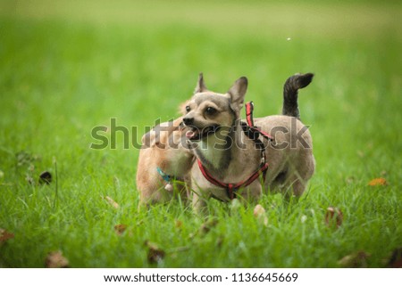 Little dog chihuahua running play outdoor on the nature grass field, Pet are happiness active with power joy in the field