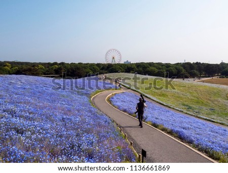 The photographer walking at Hitachi seaside park ;Landscape  of Nemophila at Hitachi Seaside Park,this place popular tourist destination in Japan