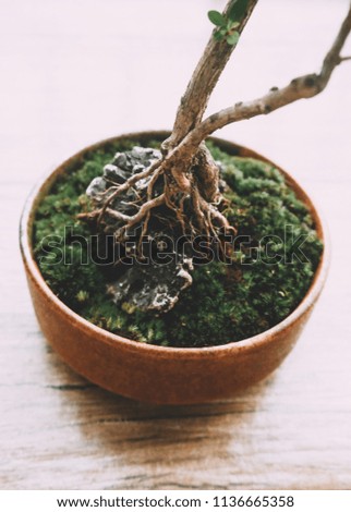 bonsai tree miniature style beautiful, green leaves, structure, foot and roots