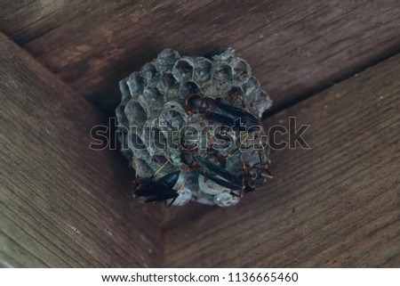 Four paper wasps, in the Midwest USA, climb on a hive located under a wood patio roof.