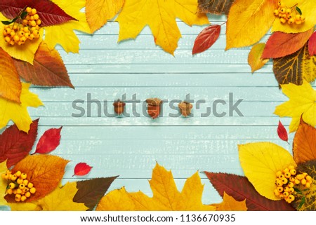 Autumnal frame for your idea and text. In autumn fallen dry leaves of yellow, red, orange with three acorns centered, aligned along the perimeter of the frame on an old wooden board made of soft blue