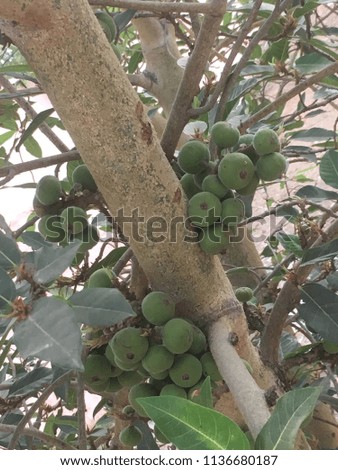 These berry fruits are raw and after few days they become yellowish and then they will be ready to eat. 
These trees are common in temple like places and monkeys and other animals eat them with fun.