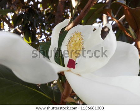 white big flower of a green tree