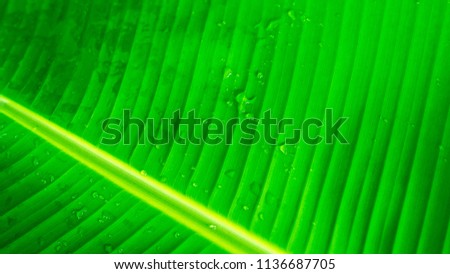 Banana leaf in summer of background, Copy space for you text