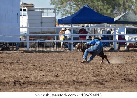 A cowboy wrestling a cow at a calf roping event at a country rodeo in Australia