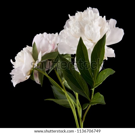 peonies isolated on a black background