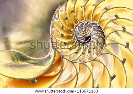 Close-up of a solarized nautilus shell revealing its intricate patterns, textures, and details