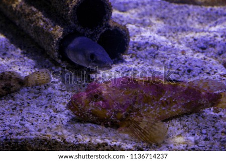 Fishes under water close up photo. Macro photography of aquarium