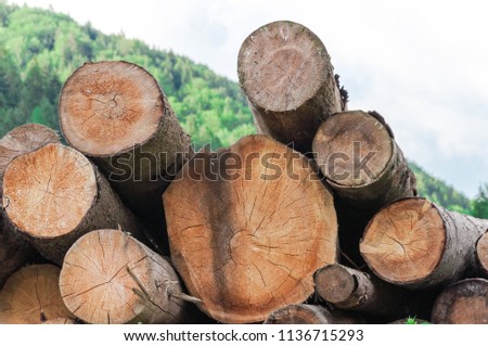 wood from the forest