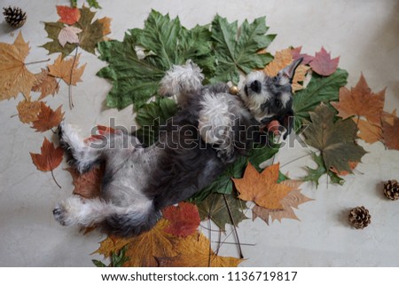 A black miniature schnauzer dog laying down on his back on autumn color maple leafs