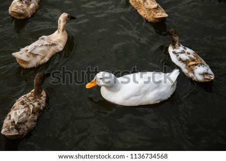 Duck swimming and resting in the farm