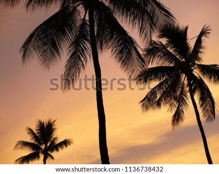 Tropical colorful sunset palm trees silhouette background