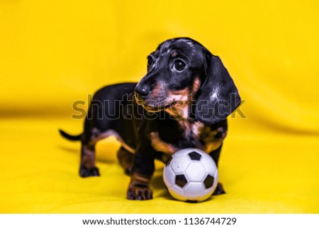 Puppy Dachshund on a yellow background