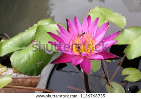 Closeup Beautiful Lotus, Pink Lotus Flower Stock Photo and Bee in lotus flower finding pollen