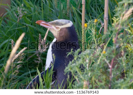 Rare yellow eyed penguin in grass in New Zealand 