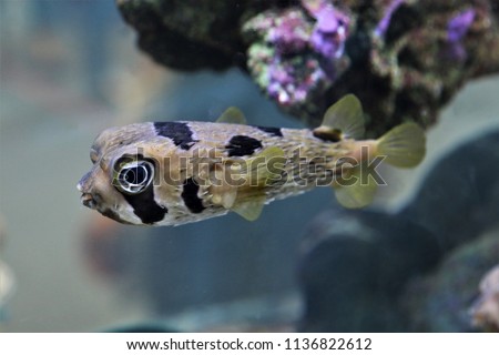 A cute long spined porcupine fish (balloonfish, freckled porcupine fish) swimming in aquarium aquarium. Diodon holocanthus is marine fish in Diodontidae Family, body is covered in long sharp spines. 