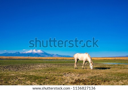 White wild free horse eating grass, grazing in the field in front of mountain. Erciyes Mountain in Kayseri Turkey. Sultan Sazligi national park in Develi Kayseri Turkey. Beautiful pastoral landscape.
