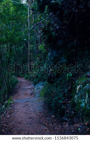 Gravel Pathway Through Magical Rainforest | Kondalilla Falls | Montville Queensland Australia