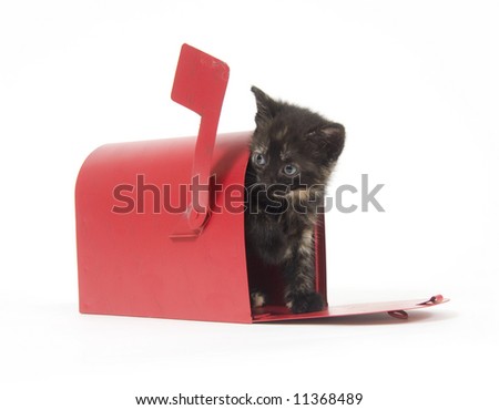 A kitten peeks out of a red mailbox on a white background. Similar photos with other kittens in gallery.