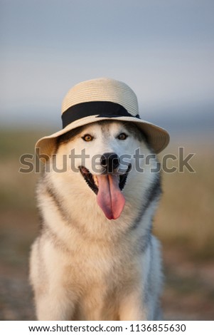 Lovely cheerful happy gray brown-eyed Siberian husky makes faces in a hat against the backdrop of nature and sky. Hazel-eyed dog wearing a hat on a natural background. Smiling dog