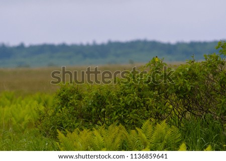 Wild bird of the Sarobetsu marshland