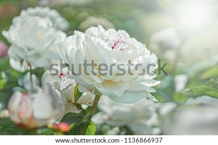 White flower peony flowering on background white peonies flowers. Nature.          