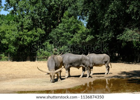 grey bull herd