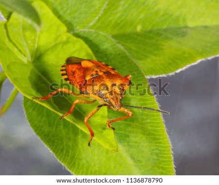 macro photo of insect bug stink on green leaves